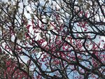 19032024_Samsung Smartphone Galaxy S10 Plus_Japan Tohoku Tour_Matsushima Zuiganji00060
