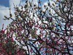 19032024_Samsung Smartphone Galaxy S10 Plus_Japan Tohoku Tour_Matsushima Zuiganji00061