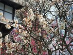 19032024_Samsung Smartphone Galaxy S10 Plus_Japan Tohoku Tour_Matsushima Zuiganji00062