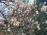 19032024_Samsung Smartphone Galaxy S10 Plus_Japan Tohoku Tour_Matsushima Zuiganji00063
