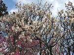19032024_Samsung Smartphone Galaxy S10 Plus_Japan Tohoku Tour_Matsushima Zuiganji00065