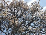 19032024_Samsung Smartphone Galaxy S10 Plus_Japan Tohoku Tour_Matsushima Zuiganji00066