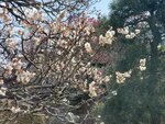 19032024_Samsung Smartphone Galaxy S10 Plus_Japan Tohoku Tour_Matsushima Zuiganji00067