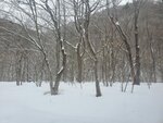 21032024_Samsung Smartphone Galaxy S10 Plus_Japan Tohoku Tour_Oirase Keiryu Morning00015