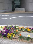 23032024_Samsung Smartphone Galaxy S10 Plus_Japan Tohoku Tour_Tokyo Shinjukju Morning00022