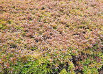 23032024_Samsung Smartphone Galaxy S10 Plus_Japan Tohoku Tour_Tokyo Shinjukju Morning00042