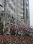 23032024_Samsung Smartphone Galaxy S10 Plus_Japan Tohoku Tour_Tokyo Shinjuku Morning_Sakura no Hana00021
