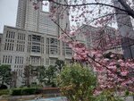 23032024_Samsung Smartphone Galaxy S10 Plus_Japan Tohoku Tour_Tokyo Shinjuku Morning_Sakura no Hana00026
