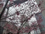 23032024_Samsung Smartphone Galaxy S10 Plus_Japan Tohoku Tour_Tokyo Shinjuku Morning_Sakura no Hana00027
