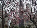 23032024_Samsung Smartphone Galaxy S10 Plus_Japan Tohoku Tour_Tokyo Shinjuku Morning_Sakura no Hana00028