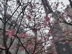 23032024_Samsung Smartphone Galaxy S10 Plus_Japan Tohoku Tour_Tokyo Shinjuku Morning_Sakura no Hana00029