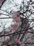 23032024_Samsung Smartphone Galaxy S10 Plus_Japan Tohoku Tour_Tokyo Shinjuku Morning_Sakura no Hana00032