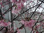 23032024_Samsung Smartphone Galaxy S10 Plus_Japan Tohoku Tour_Tokyo Shinjuku Morning_Sakura no Hana00033