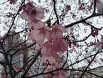 23032024_Samsung Smartphone Galaxy S10 Plus_Japan Tohoku Tour_Tokyo Shinjuku Morning_Sakura no Hana00034