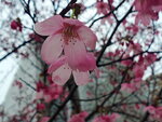 23032024_Samsung Smartphone Galaxy S10 Plus_Japan Tohoku Tour_Tokyo Shinjuku Morning_Sakura no Hana00035