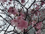 23032024_Samsung Smartphone Galaxy S10 Plus_Japan Tohoku Tour_Tokyo Shinjuku Morning_Sakura no Hana00036