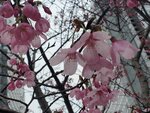 23032024_Samsung Smartphone Galaxy S10 Plus_Japan Tohoku Tour_Tokyo Shinjuku Morning_Sakura no Hana00037
