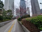 23032024_Samsung Smartphone Galaxy S10 Plus_Japan Tohoku Tour_Tokyo Shinjuku Morning_Sakura no Hana00039