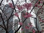 23032024_Samsung Smartphone Galaxy S10 Plus_Japan Tohoku Tour_Tokyo Shinjuku Morning_Sakura no Hana00040