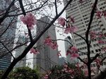 23032024_Samsung Smartphone Galaxy S10 Plus_Japan Tohoku Tour_Tokyo Shinjuku Morning_Sakura no Hana00041