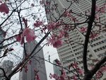 23032024_Samsung Smartphone Galaxy S10 Plus_Japan Tohoku Tour_Tokyo Shinjuku Morning_Sakura no Hana00042
