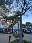20012023_Samsung Smartphone Galaxy S10 Plus_Victoria Park CNY Flower Fair_Venue00002
