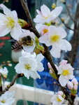 20012023_Samsung Smartphone Galaxy S10 Plus_Victoria Park CNY Flower Fair_Yamagata no Keiozakura00001