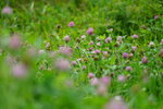 27082023_25th round to Hokkaido_Rebun Island_Momodai and Nekodai00023