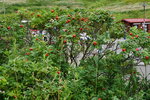 27082023_25th round to Hokkaido_Rebun Island_Momodai and Nekodai00027