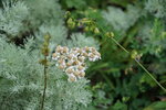 27082023_25th round to Hokkaido_Rebun Takayama Botanical Garden00012