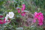 27082023_25th round to Hokkaido_Rishiri Island Morning00029