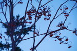 12022025_Sony Alpha 7 II_29th round to Hokkaido_Shiretoko Morning00034