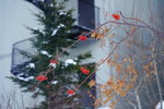 12022025_Sony Alpha 7 II_29th round to Hokkaido_Shiretoko Morning00035