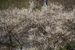 18032024_Sony A7 II_Journey to Tohoku_Ibaraki Prefecture_Fukuroda no Taki00003