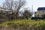 18032024_Sony A7 II_Journey to Tohoku_Mito Morning00067