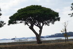 19032024_Sony A7 II_Journey to Tohoku_Matsushima00010