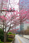 23032024_Sony A7 II_Journey to Tohoku_Shinjuku Morning_Sakura no Hana00003
