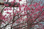 23032024_Sony A7 II_Journey to Tohoku_Shinjuku Morning_Sakura no Hana00004