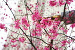 23032024_Sony A7 II_Journey to Tohoku_Shinjuku Morning_Sakura no Hana00005