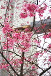 23032024_Sony A7 II_Journey to Tohoku_Shinjuku Morning_Sakura no Hana00006