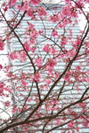 23032024_Sony A7 II_Journey to Tohoku_Shinjuku Morning_Sakura no Hana00007