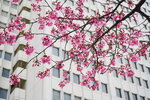 23032024_Sony A7 II_Journey to Tohoku_Shinjuku Morning_Sakura no Hana00008