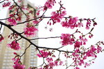23032024_Sony A7 II_Journey to Tohoku_Shinjuku Morning_Sakura no Hana00009