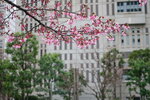 23032024_Sony A7 II_Journey to Tohoku_Shinjuku Morning_Sakura no Hana00010