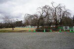 21032024_Sony A7 II_Journey to Tohoku_Hirosakijo00032