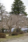 21032024_Sony A7 II_Journey to Tohoku_Hirosakijo00035