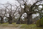 21032024_Sony A7 II_Journey to Tohoku_Hirosakijo00036