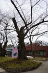 21032024_Sony A7 II_Journey to Tohoku_Way to Hirosakijo00013