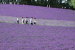 富良野之夏-薰衣草田(3)
2004JulyHokkaido