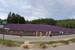 2004 July_Summer Hokkaido_富良野花田00006